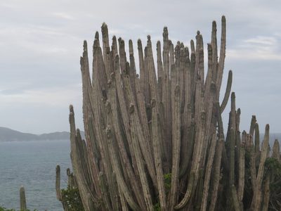 Pilosocereus ulei, photographed by Diogo Luiz