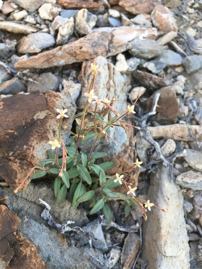 Eremothera chamaenerioides, photographed by Matt Berger