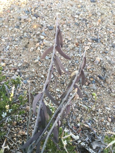 Boechera glaucovalvula, photographed by Matt Berger