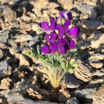 Lupinus flavoculatus, photographed by Matt Berger