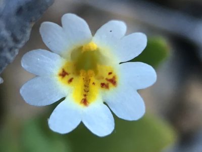 Erythranthe calcicola, photographed by Matt Berger