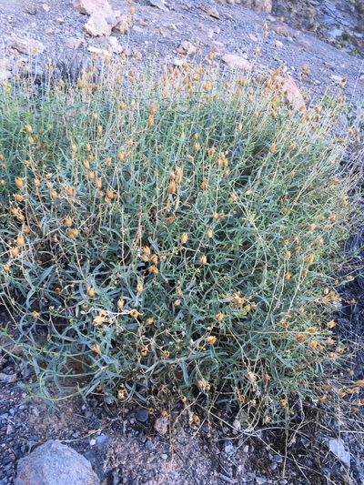 Penstemon fruticiformis, photographed by Matt Berger