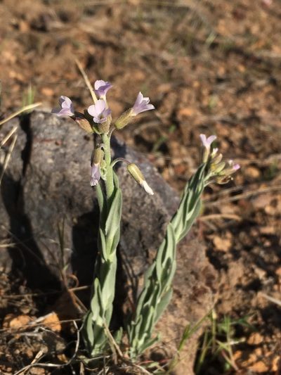 Boechera puberula, photographed by Matt Berger