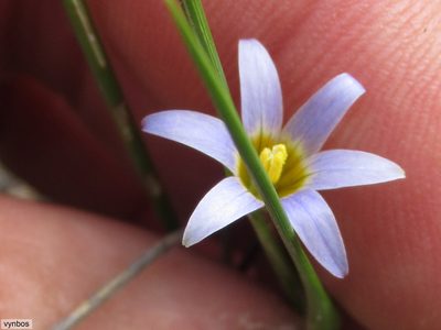 Romulea tabularis, photographed by Chris Vynbos