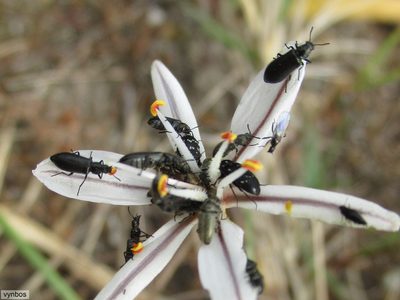 Trachyandra filiformis, photographed by Chris Vynbos