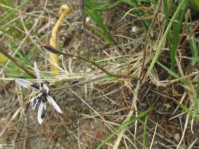 Trachyandra filiformis, photographed by Chris Vynbos