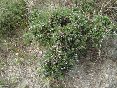Muraltia dumosa, photographed by Chris Vynbos