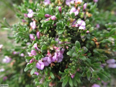 Muraltia dumosa, photographed by Chris Vynbos