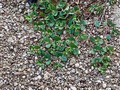 Euphorbia serrula, photographed by CK2AZ