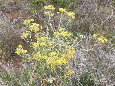 Helichrysum revolutum, photographed by Chris Vynbos