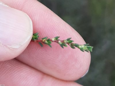 Cliffortia ericifolia, photographed by Chris Vynbos