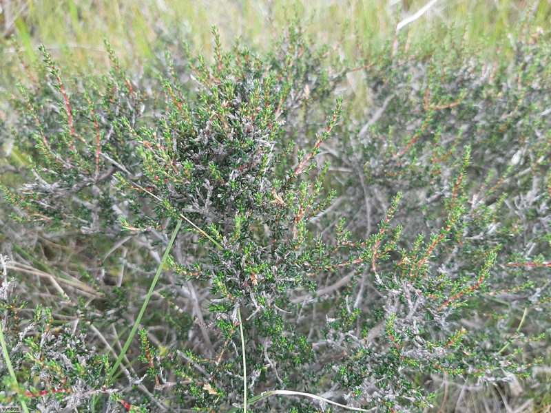Cliffortia ericifolia, photographed by Chris Vynbos