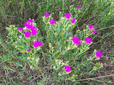 Lampranthus stipulaceus, photographed by Chris Vynbos