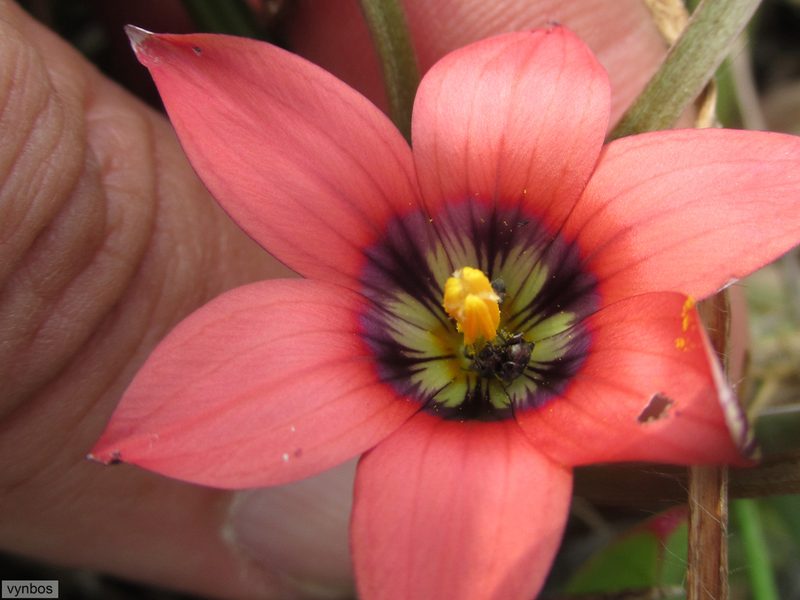 Romulea obscura, photographed by Chris Vynbos