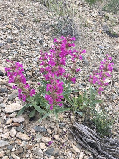 Penstemon monoensis, photographed by Matt Berger
