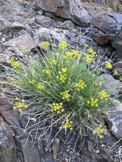 Cymopterus petraeus, photographed by Matt Berger