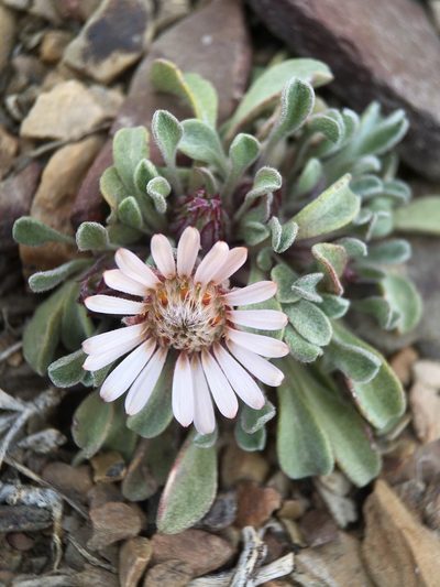 Townsendia scapigera, photographed by Matt Berger