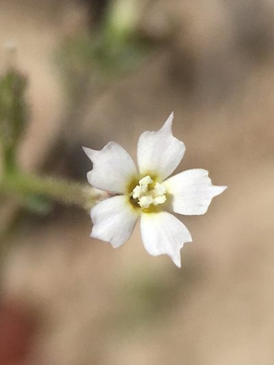 Aliciella triodon, photographed by Matt Berger