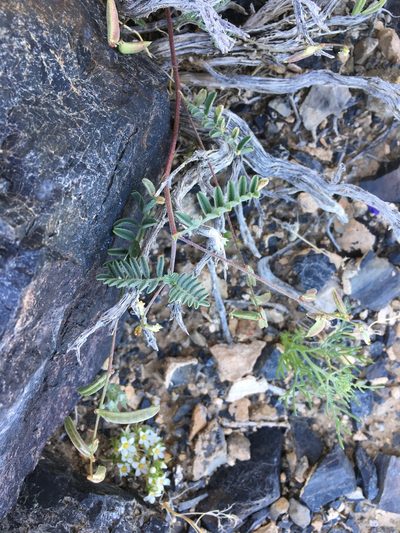 Astragalus acutirostris, photographed by Matt Berger