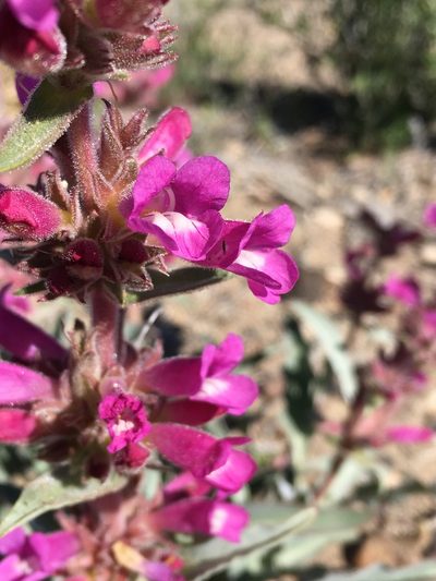 Penstemon monoensis, photographed by Matt Berger