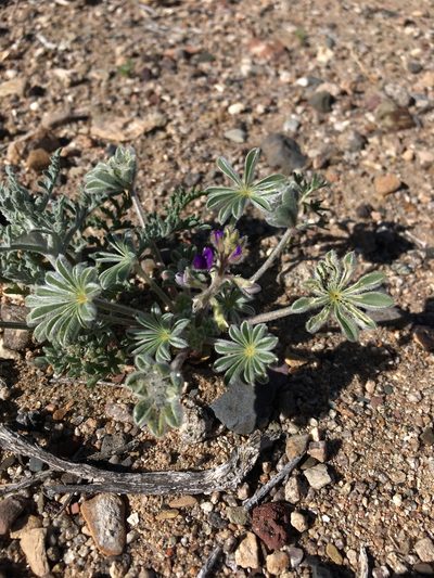 Lupinus shockleyi, photographed by Matt Berger