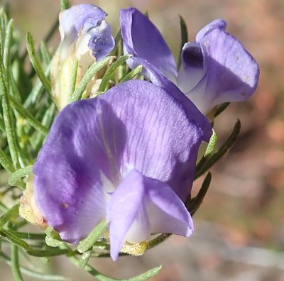Psoralea azuroides, photographed by Nicola van Berkel