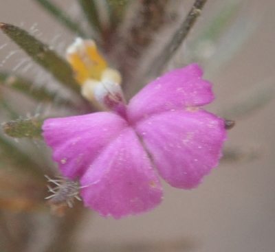 Muraltia ciliaris, photographed by Nicola van Berkel