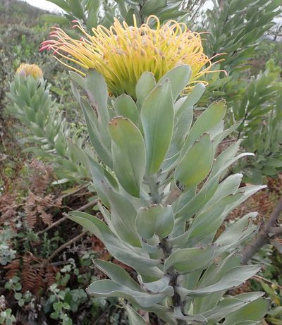 Leucospermum formosum, photographed by Nicola van Berkel