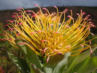 Leucospermum formosum, photographed by Nicola van Berkel