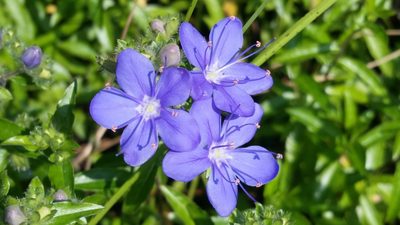 Hydrolea corymbosa, photographed by Jay Horn