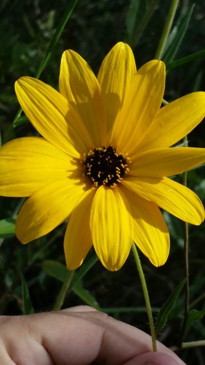 Helianthus agrestis, photographed by Jay Horn