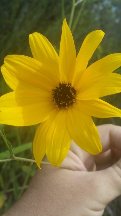 Helianthus agrestis, photographed by Jay Horn