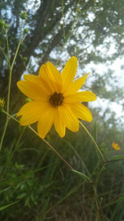 Helianthus agrestis, photographed by Jay Horn