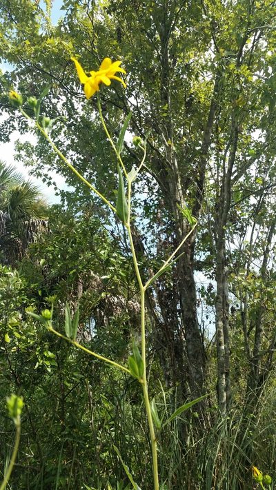 Helianthus agrestis, photographed by Jay Horn