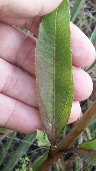 Helianthus agrestis, photographed by Jay Horn