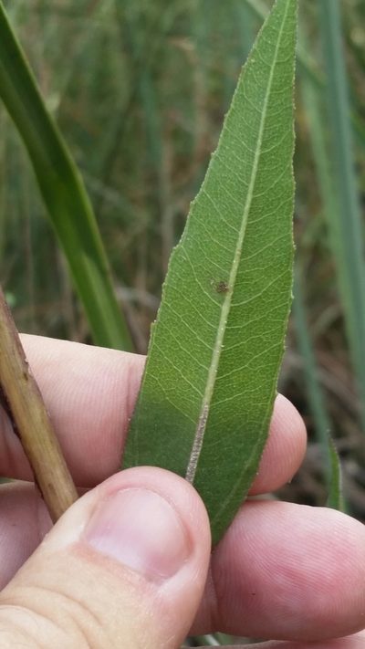 Helianthus agrestis, photographed by Jay Horn