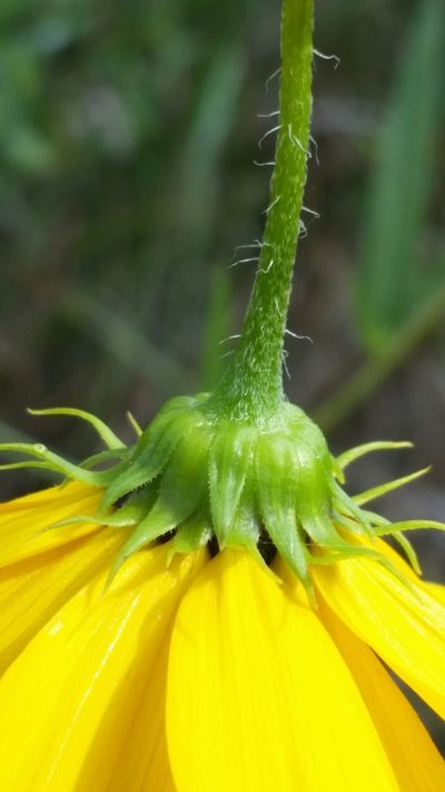 Helianthus agrestis, photographed by Jay Horn