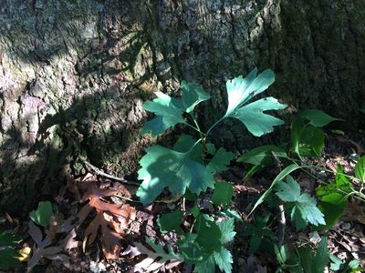 Ginkgo biloba, photographed by Senna Bryce Robeson