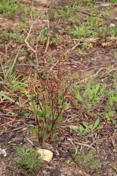 Rumex lativalvis, photographed by Tony Rebelo