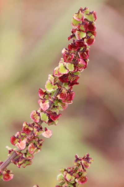 Rumex lativalvis, photographed by Tony Rebelo