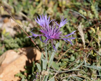 Centaurea graminifolia, photographed by Sandy Rae
