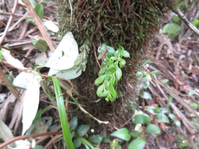 Tmesipteris lanceolata, photographed by Jenny Christianson