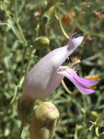 Penstemon fruticiformis, photographed by Matt Berger
