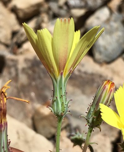 Calycoseris parryi, photographed by Matt Berger