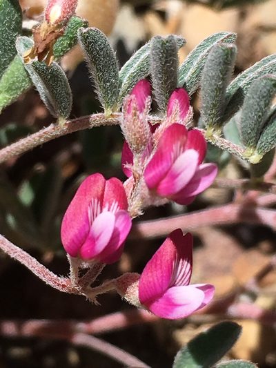 Astragalus gilmanii, photographed by Matt Berger