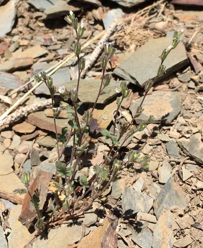 Phacelia lemmonii, photographed by Matt Berger