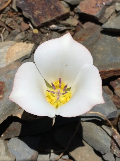 Calochortus panamintensis, photographed by Matt Berger