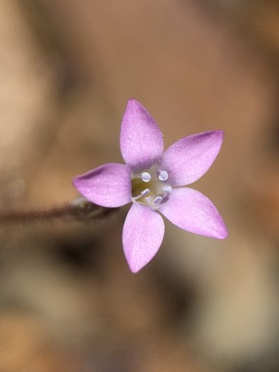 Gilia ophthalmoides, photographed by Matt Berger