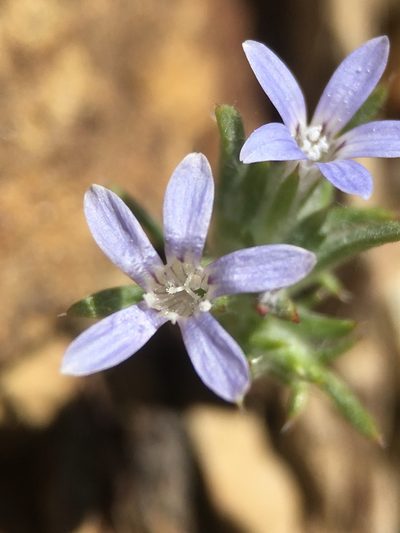 Eriastrum signatum, photographed by Matt Berger