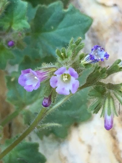 Phacelia mustelina, photographed by Matt Berger